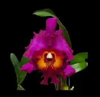 Cattleya Alliance: Rlc Myanmar Sunset