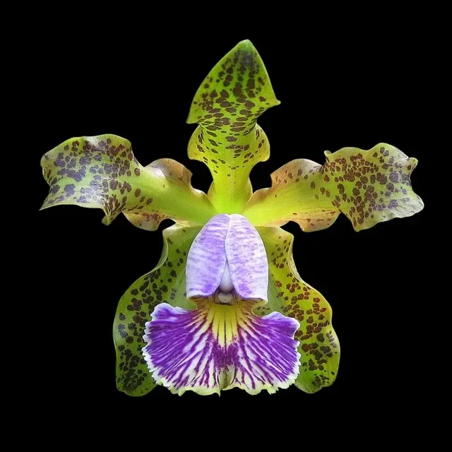 Cattleya schilleriana var coerulea 'Verde'