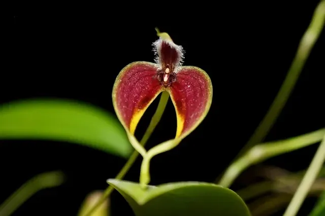 Bulbophyllum blumei (Bulbophyllum)