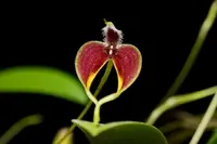 Bulbophyllum blumei