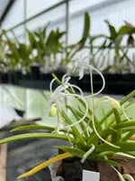 Neofinetia falcata ‘Setsuzan’