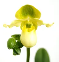 Paphiopedilum primulinum x sib