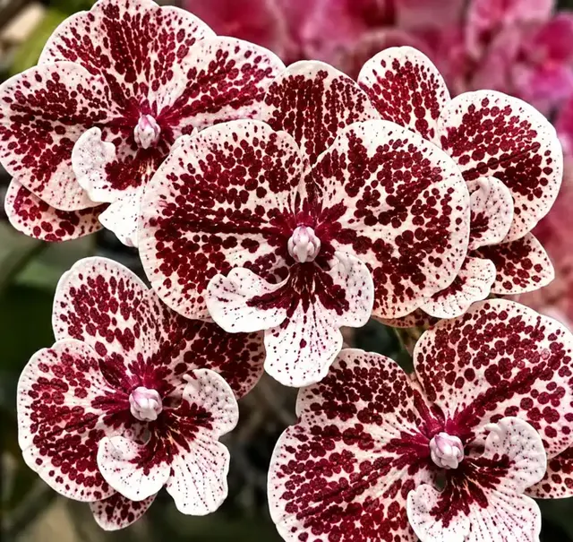 Phalaenopsis Honey Bambi (Phalaenopsis)