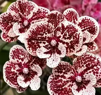 Phalaenopsis Honey Bambi Blooming Size