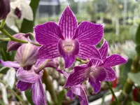 Den. Hawaiian Delight ‘808 Orchids’