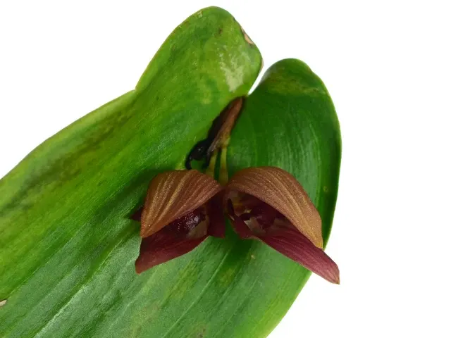 Pleurothallis Doris (Pleurothallis)