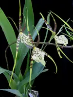 Brassia Aunty Diana Aki 'Malika'
