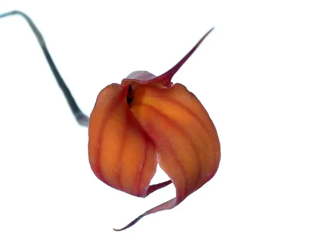 Masdevallia venusta (Masdevallia)