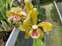 C. (schoefieldiana `Tesch' x tigrina `Pauwela') Cattleya Orchid Plant 2.25" Pot