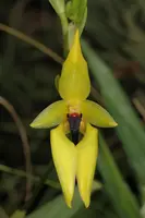 Bulbophyllum carunculatum