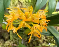 Bulbophyllum for sale