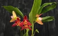 Lys. Red Jewel 'Hilo Girl'