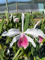 Cattleya purpurata carnea ('Cereja' x self)