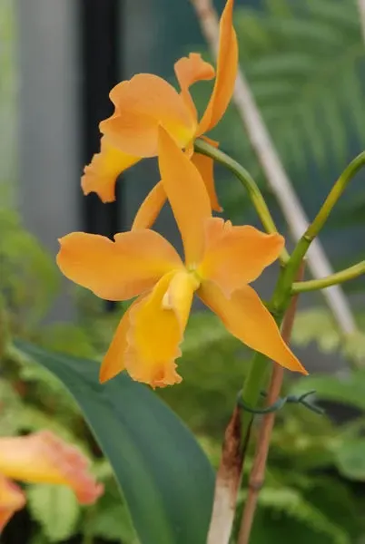 Laeliocattleya DAFFODIL