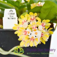 Gastrochilus Japonicus — 2" Pot / Without Spike