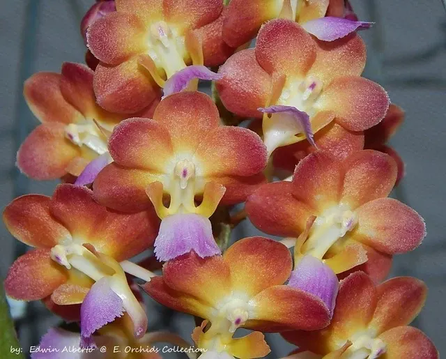 Vanda Rhynchorides Bangkok Sunset