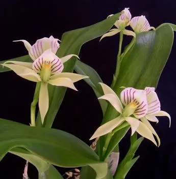 Encyclia ionophlebia