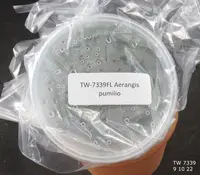 FLASK Aerangis pumilio