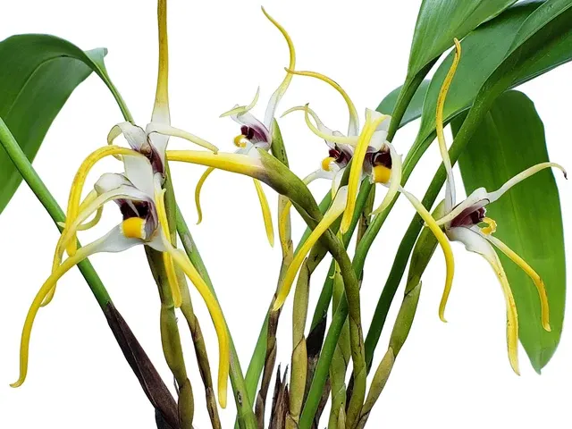 Maxillaria dillonii (Maxillaria)