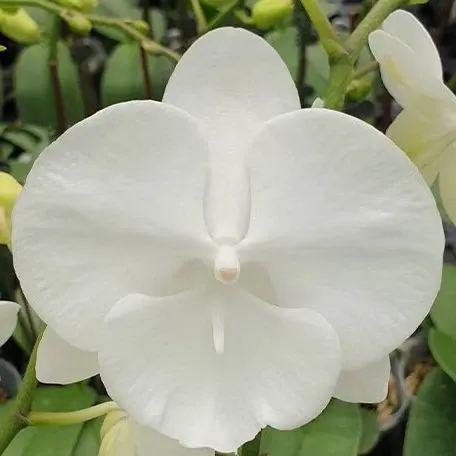 Phalaenopsis Charming Crystal Water '1288' (Phalaenopsis)