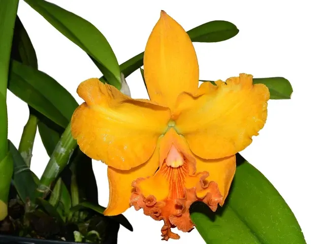 Rhyncholaeliocattleya Zamora (Rhyncholaeliocattleya)