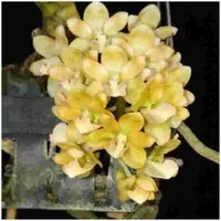 Rhyncostylis gigantea var. yellow