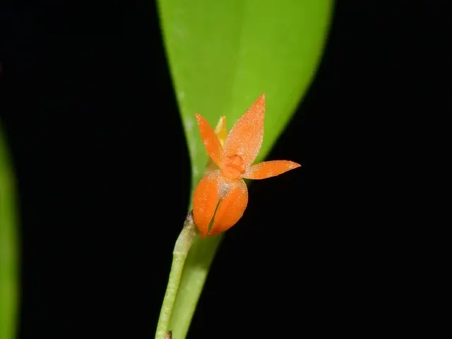 Platystele reflexa (Platystele)