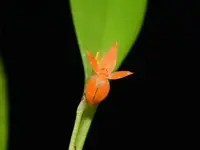 Platystele reflexa