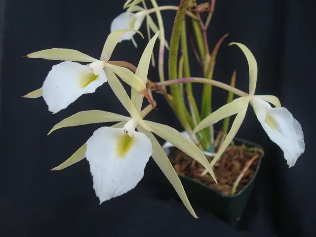 Brassavola fragrans