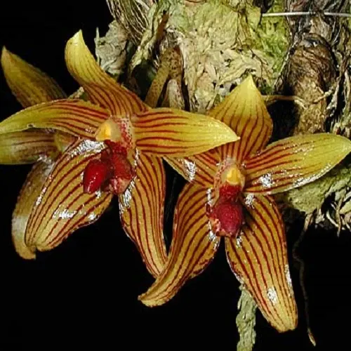 Bulbophyllum psittacoglossum sp