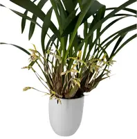 Maxillaria picta — Raritäten - blühfähige Pflanzen