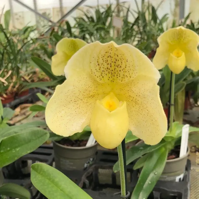 Paphiopedilum Pünktchen