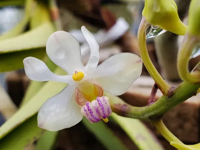 Vanda lilacina (Vanda)