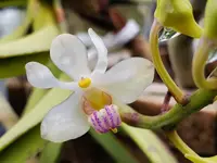 Vanda lilacina