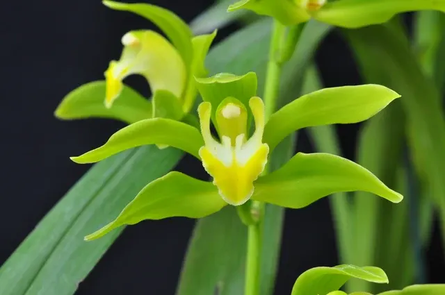 Cymbidium lowianum variety concolor (Cymbidium)