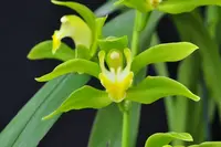 Cymbidium lowianum variety concolor - Rare Species