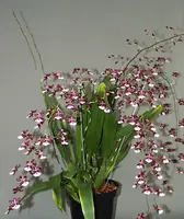 In Spike, Sharry Baby, the Chocolate Orchid, Big Plants, Shipping Included