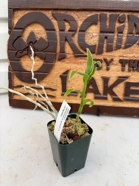 Dendrobium anosmum (Dendrobium)