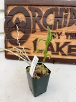 Dendrobium anosmum (variegated leaves)