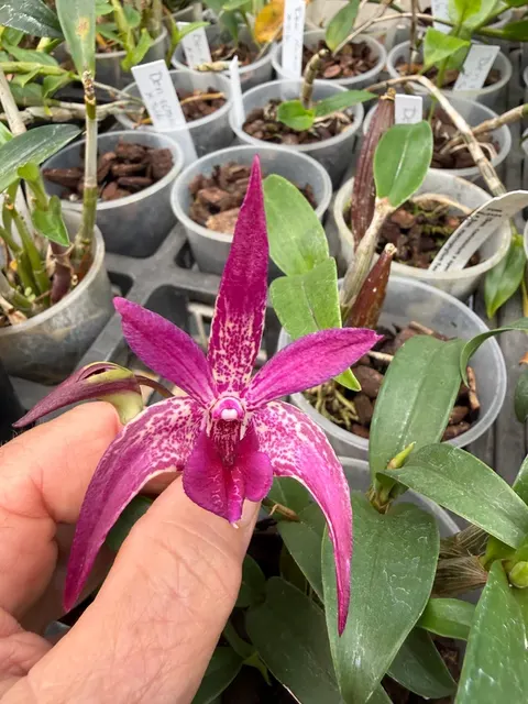 Dendrobium Victorian Jazz Orchid (Dendrobium)