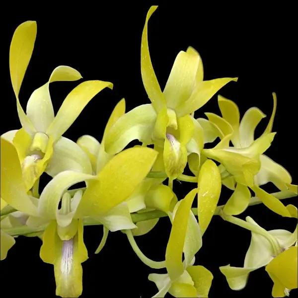 Dendrobium Caesar Yellow (Dendrobium)