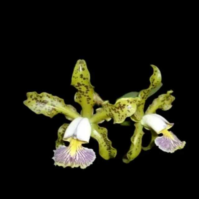 Cattleya schilleriana var coerulea x '4x Blue Spots'