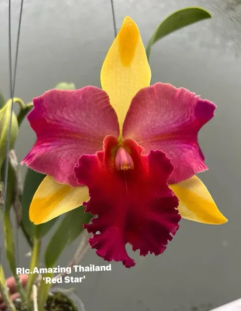 Rhyncholaeliocattleya Amazing Thailand 'Red Star' (Rhyncholaeliocattleya)