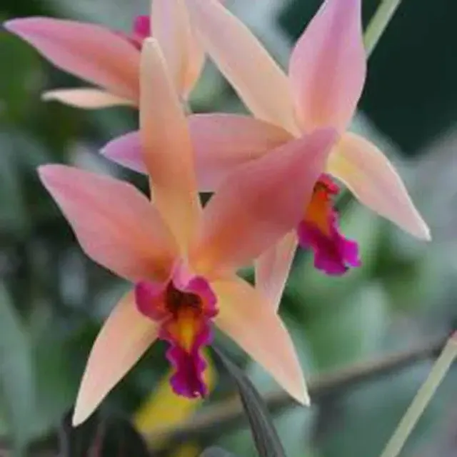 Laelia Santa Barbara Sunset 'Showtime' (Laelia)