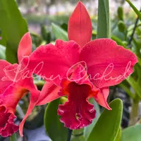 Rlc. Terumi Kaneko — Palmer Orchids