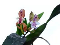 Aspasia epidendroides