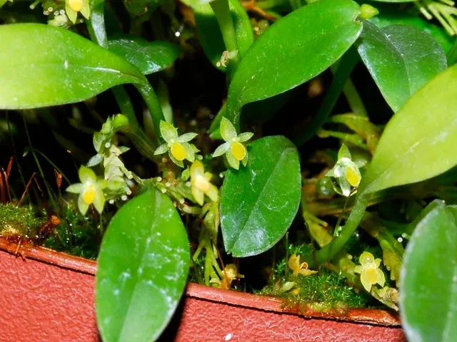 Platystele stenostachya xanthina pale (Platystele)