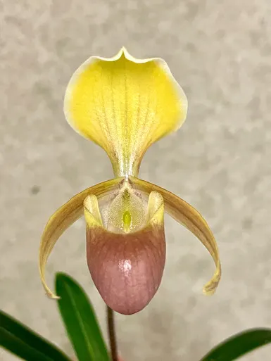 Paphiopedilum helenae
