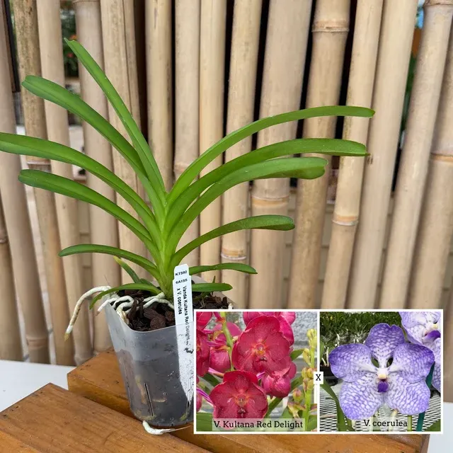 Vanda Kultana Red Delight x coerulea (Vanda)
