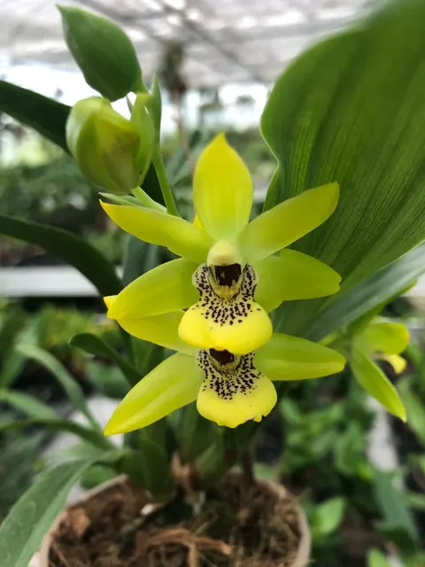 Zygodisanthus Jan